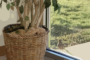 Bird looking at artificial tree through office window.