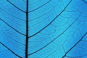 Leaf detail showing ribs and veins in back light